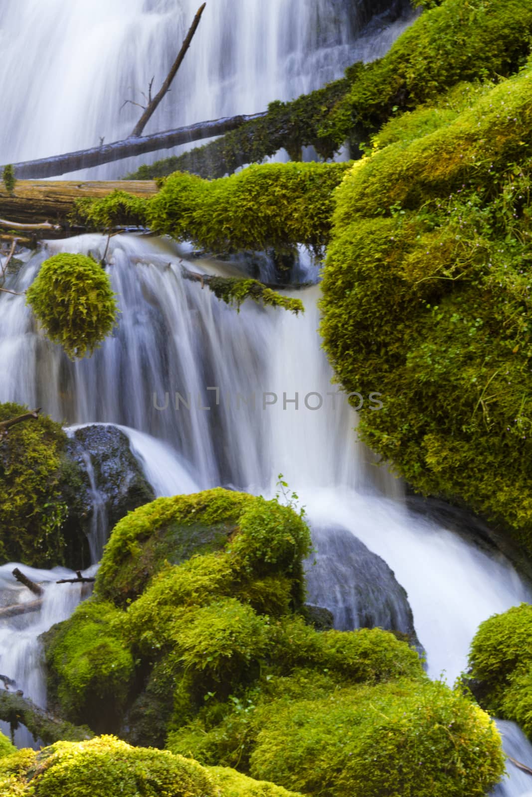 Natural, fallen log across the silky waterfall and mossy rocks of Clearwater Falls in Oregon on Umpqua Scenic Byway.  Short walk leads to lovely, secluded waterfall of tranquility and beauty.  