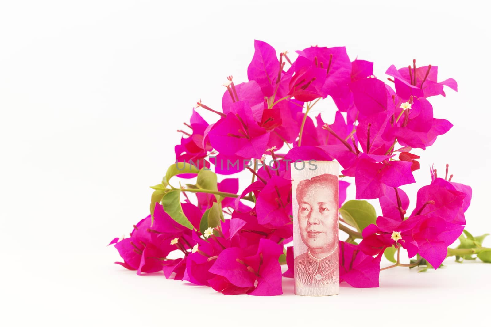Bougainvillea flowers are fresh color behind Chinese yuan currency on white background. Fresh investments in China and growing Chinese savings and investments are growing. 