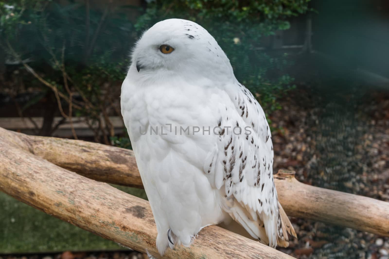 Portrait of a Snowy Owl on a white background