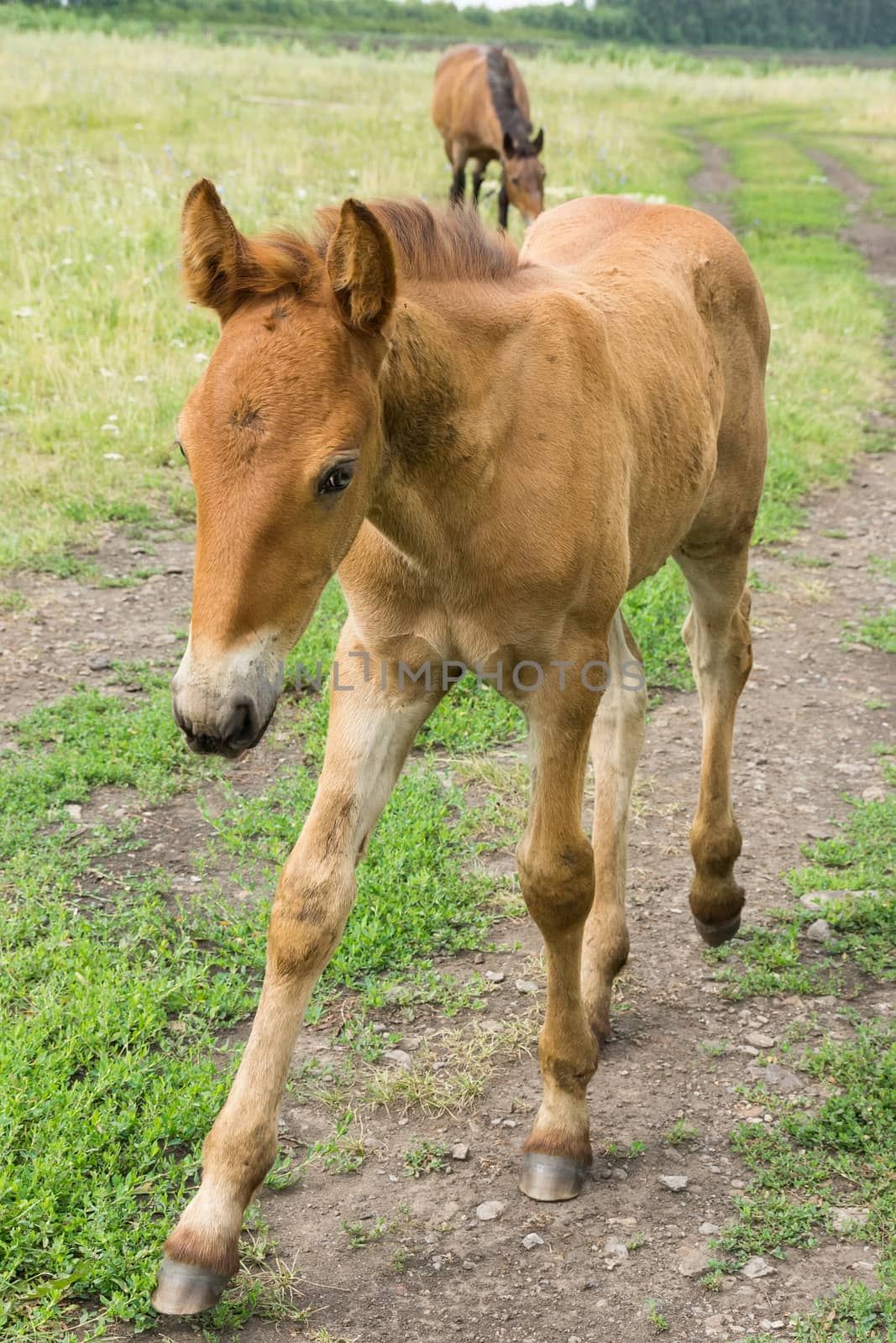 The photo depicts a smiling foal in the meadow