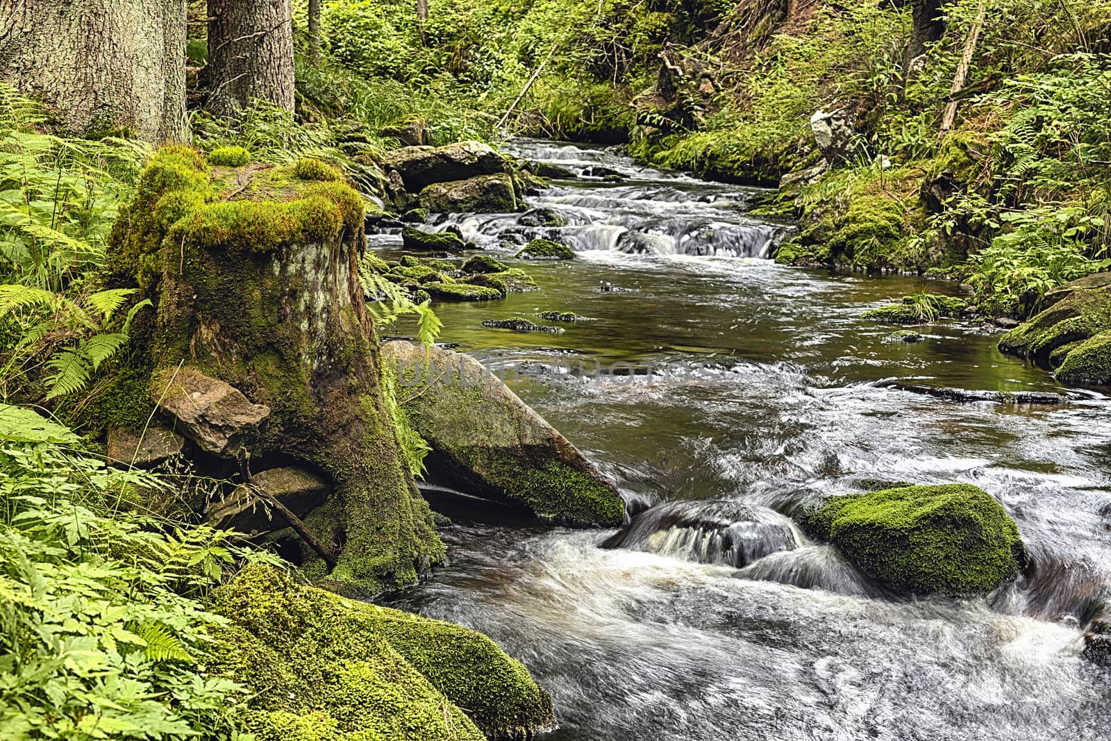 The primeval forest with mossed ground and the creek - HDR
