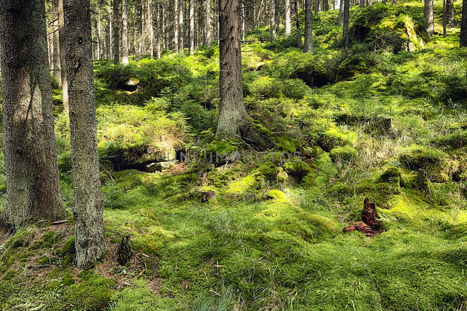 The primeval forest with mossed ground-HDR
