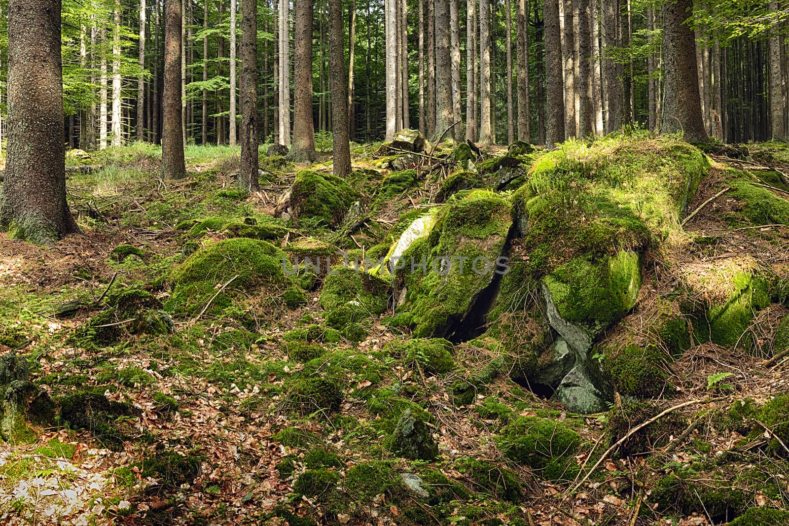 The primeval forest-HDR by hanusst