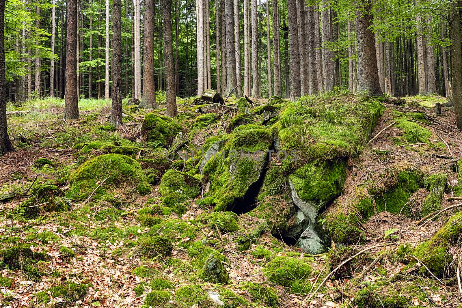 The primeval forest with mossed ground and boulders-HDR
