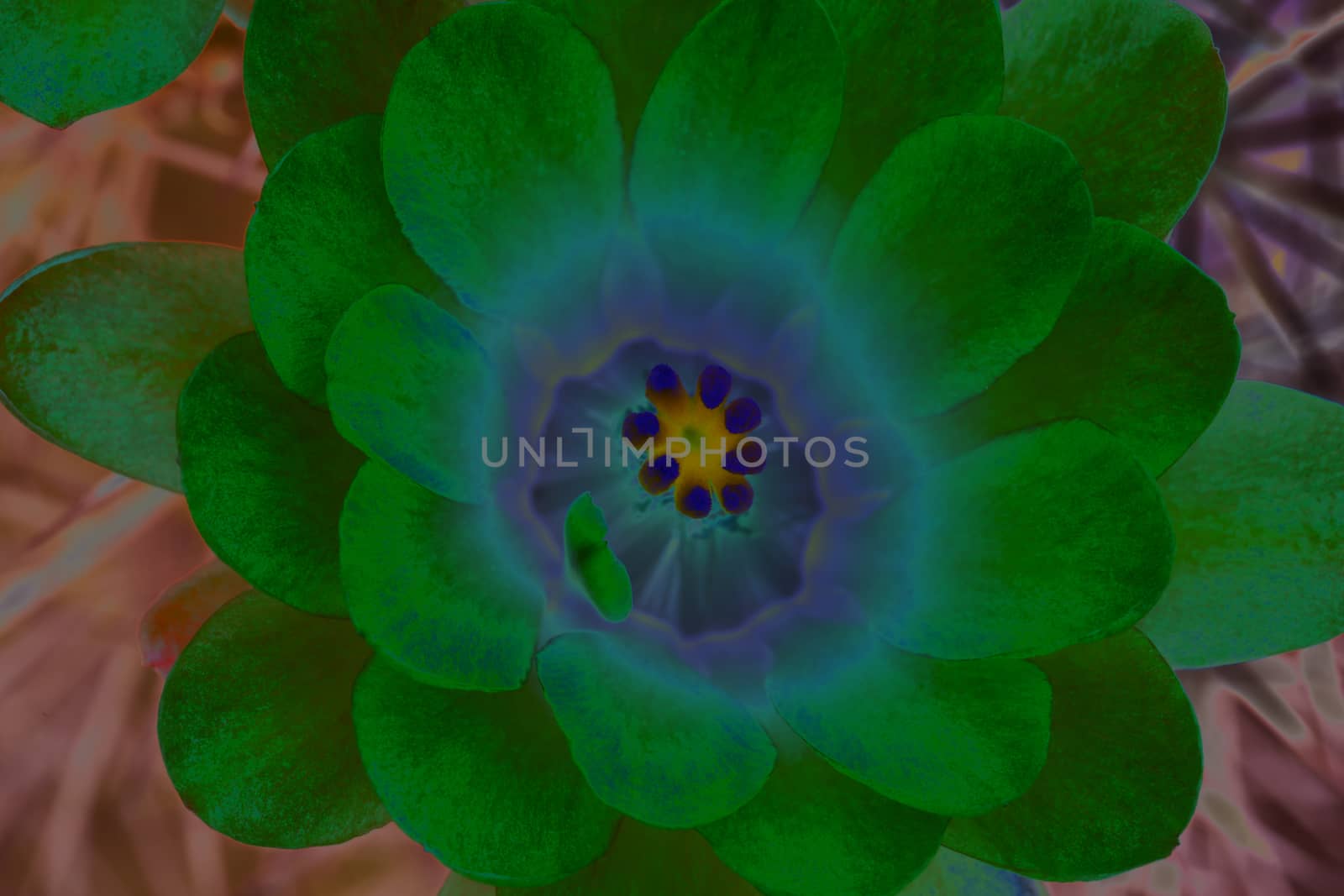 Special effects of solarized filter applied to create serenity blue and neon green blossom.  Original flower is a desert hedgehog cactus.  