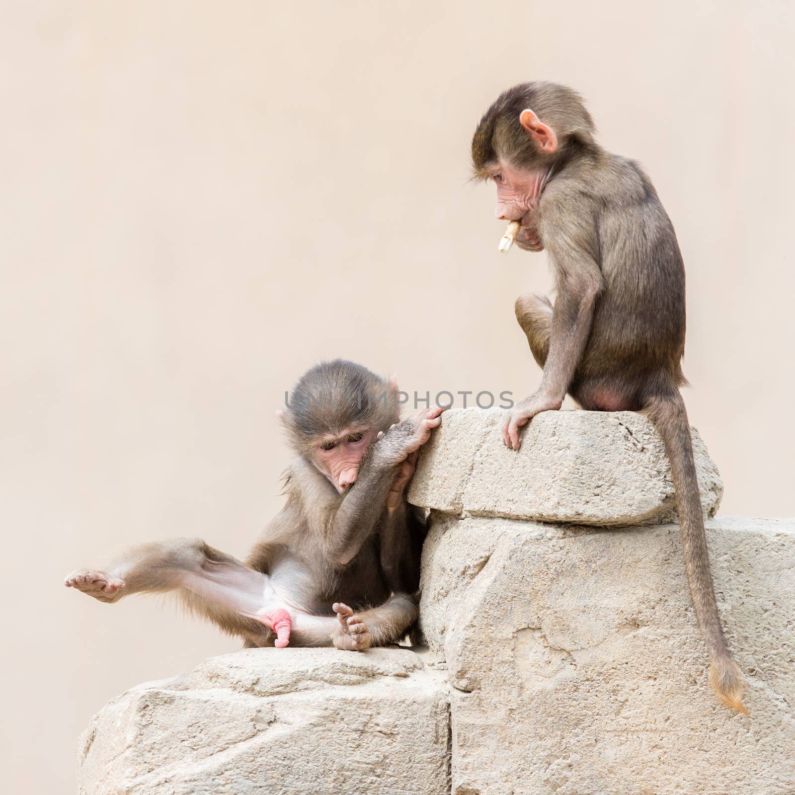 Baby baboon learning to eat through play by michaklootwijk
