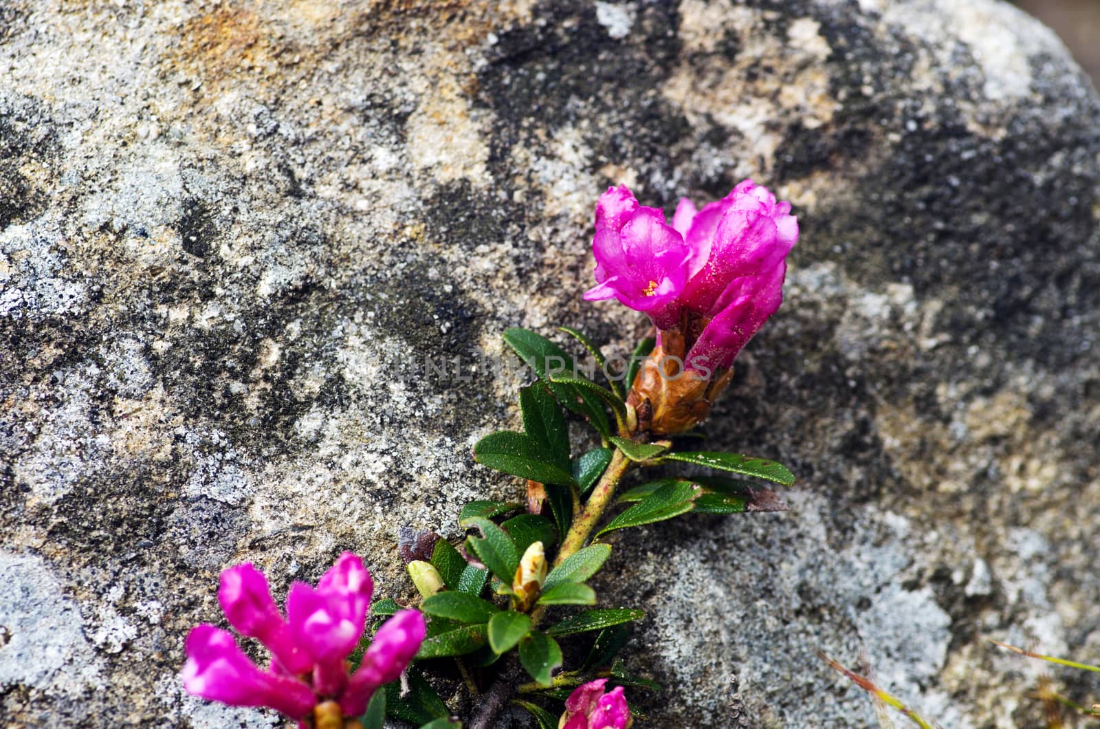 Closeup photo of a beautiful pink Pink Rhododendron by dolnikow