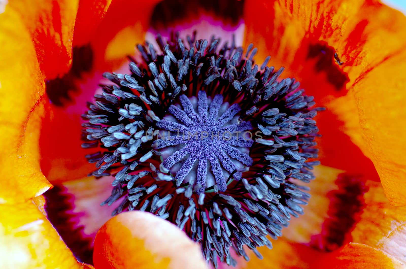 poppy heart macro. Shot red poppy close-up