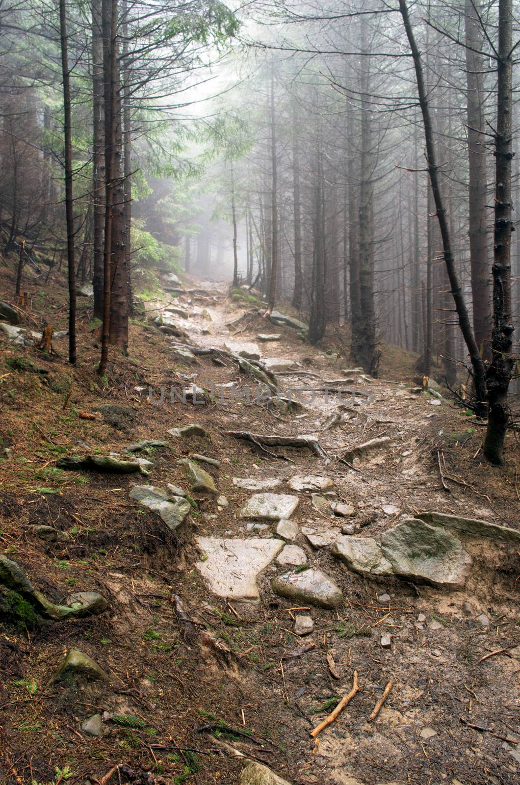 Beautiful summer forest mountain path by dolnikow