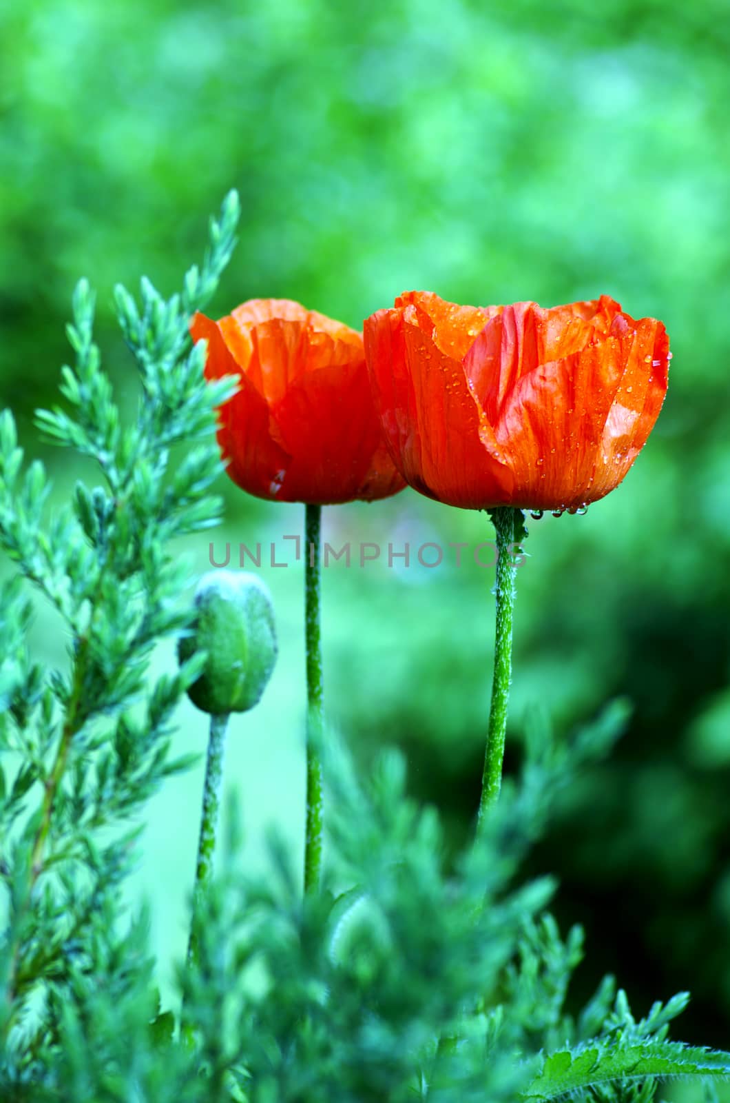 poppy heart macro. Shot red poppy close-up