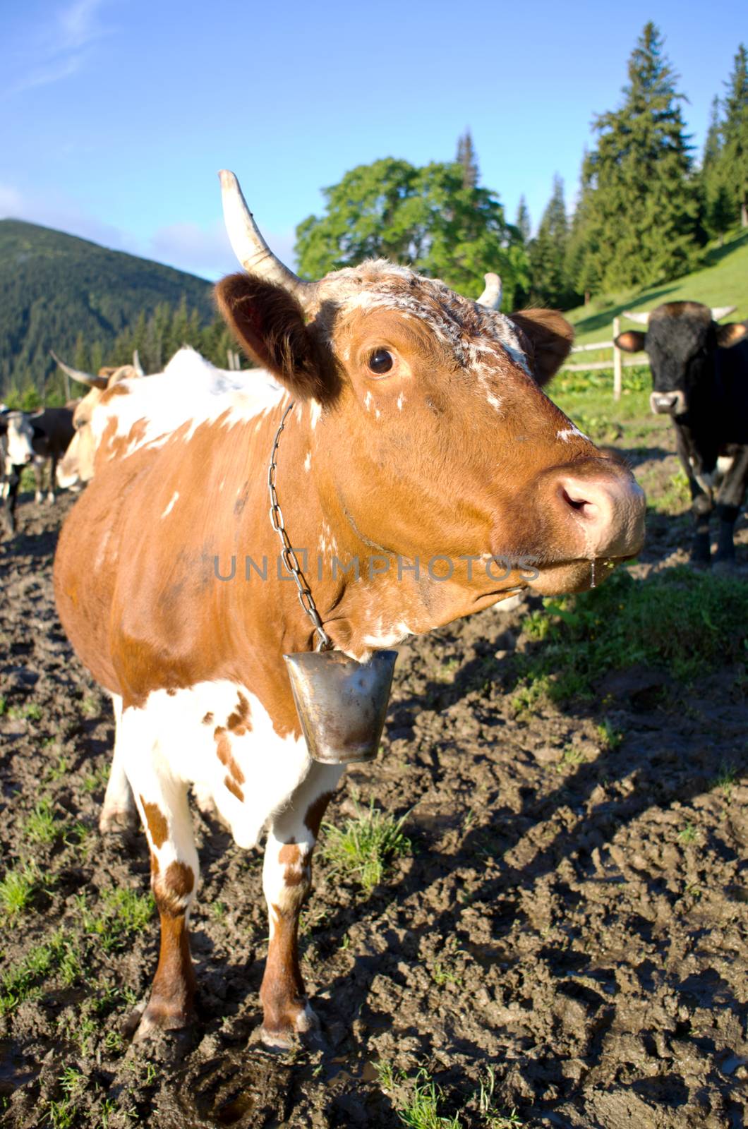 Dairy cows in paddock eating fresh grass under the blue sky by dolnikow