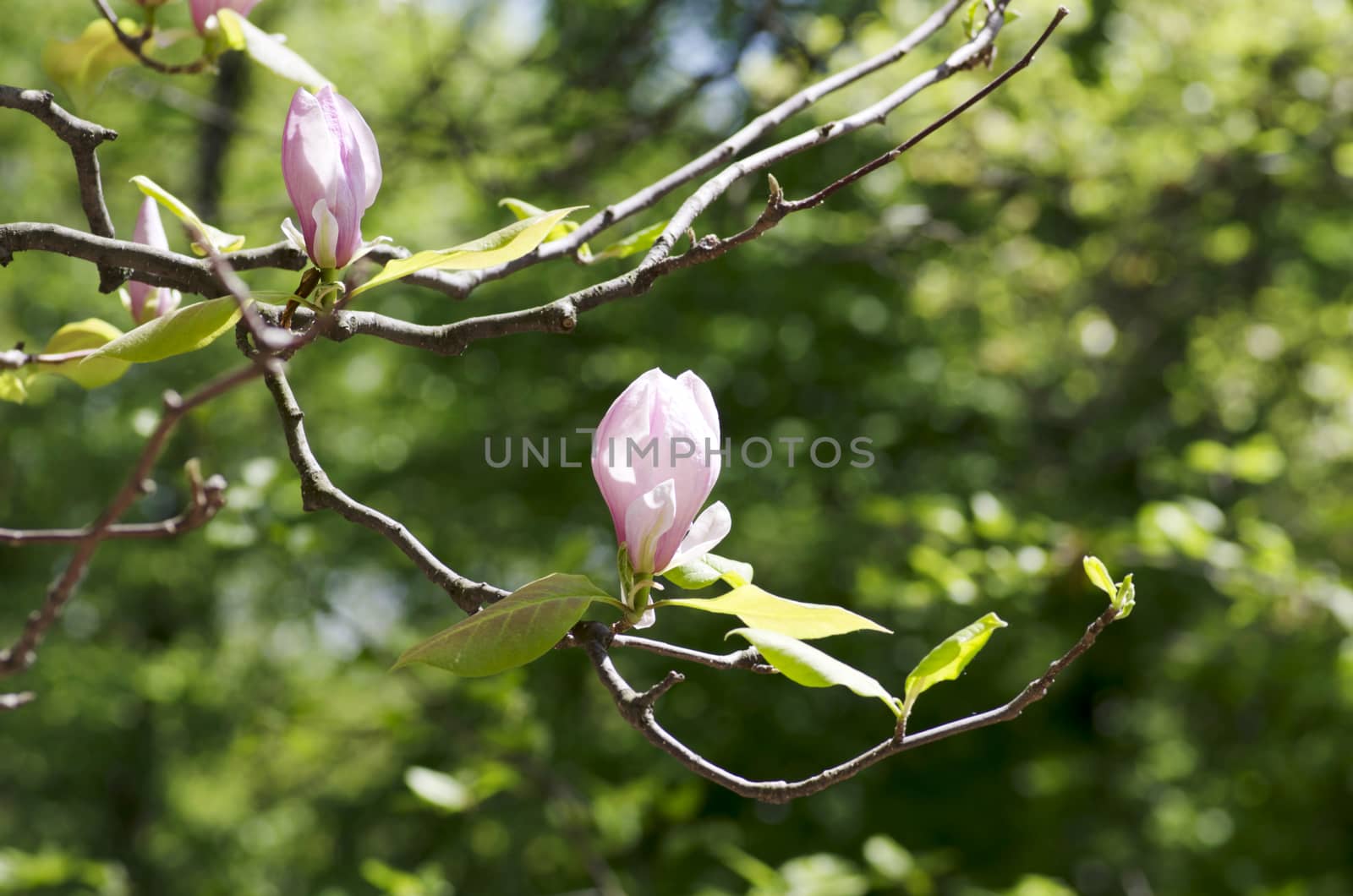 Beautiful Flowers of a Magnolia Tree