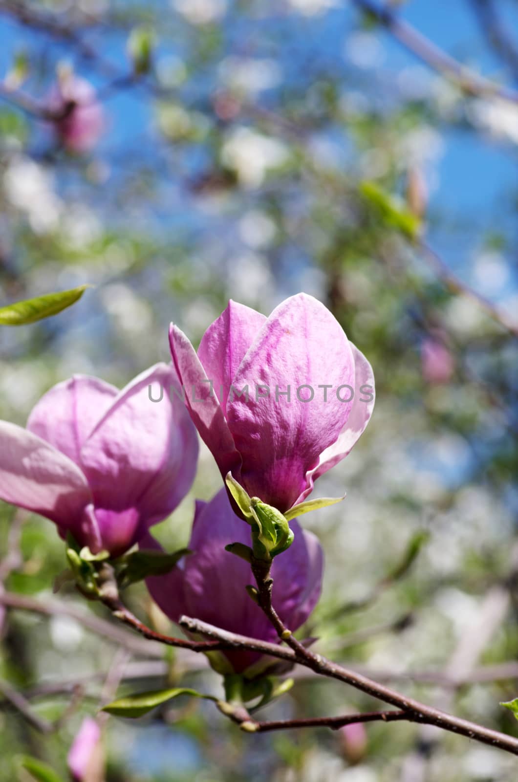 Beautiful Flowers of a Magnolia Tree