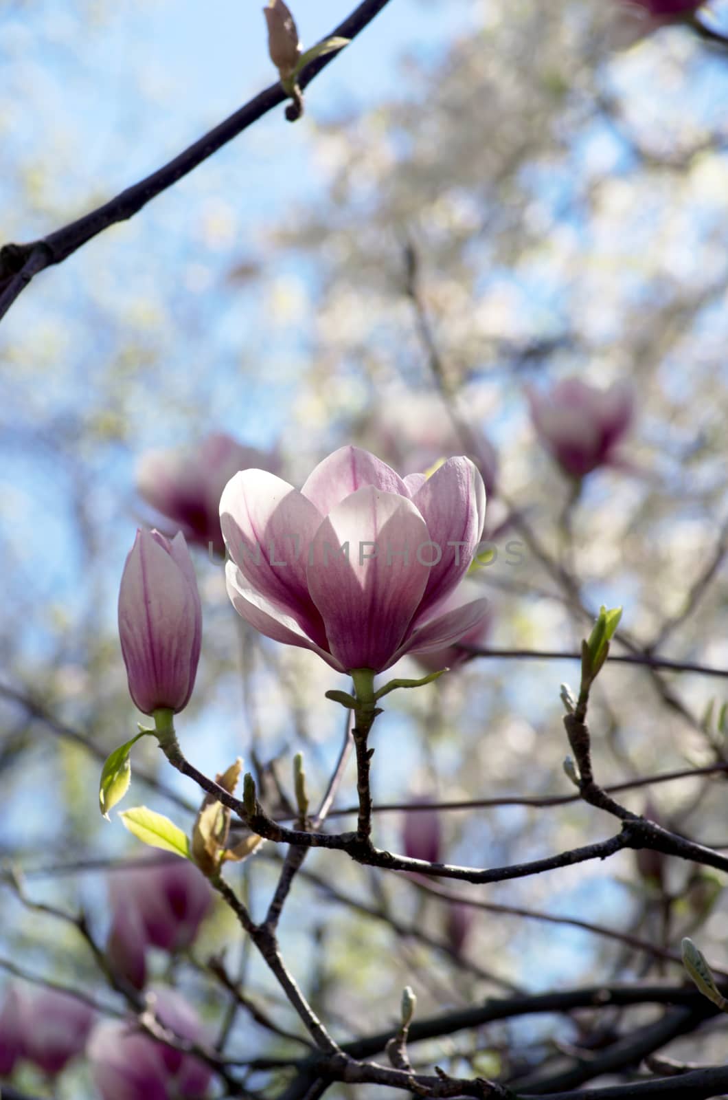 Beautiful Flowers of a Magnolia Tree