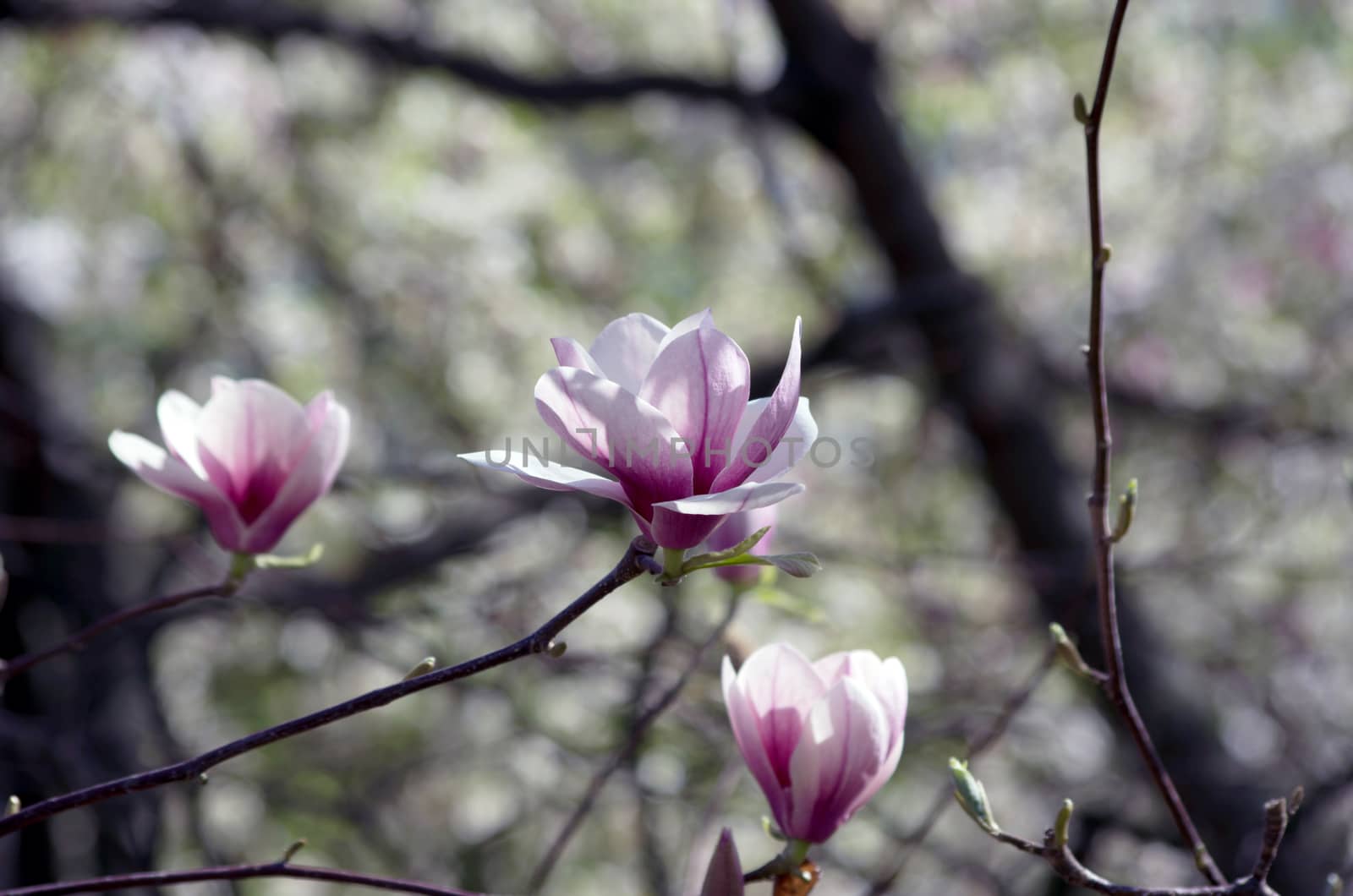 Beautiful Flowers of a Magnolia Tree