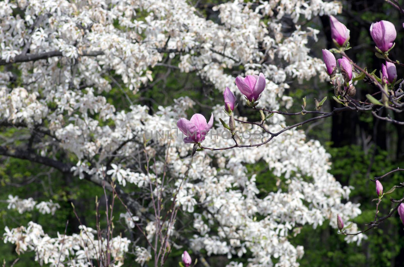 Beautiful Flowers of a Magnolia Tree by dolnikow