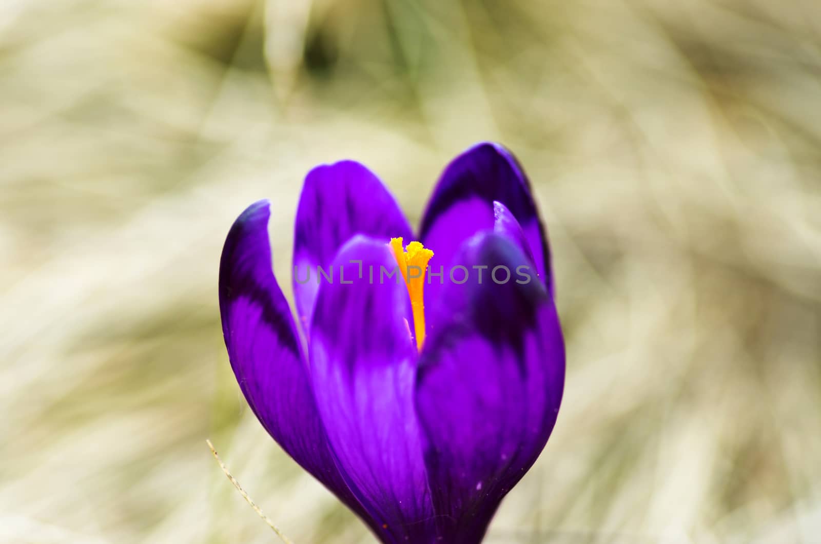 Spring crocus flowers on  natural background. Selective focus
