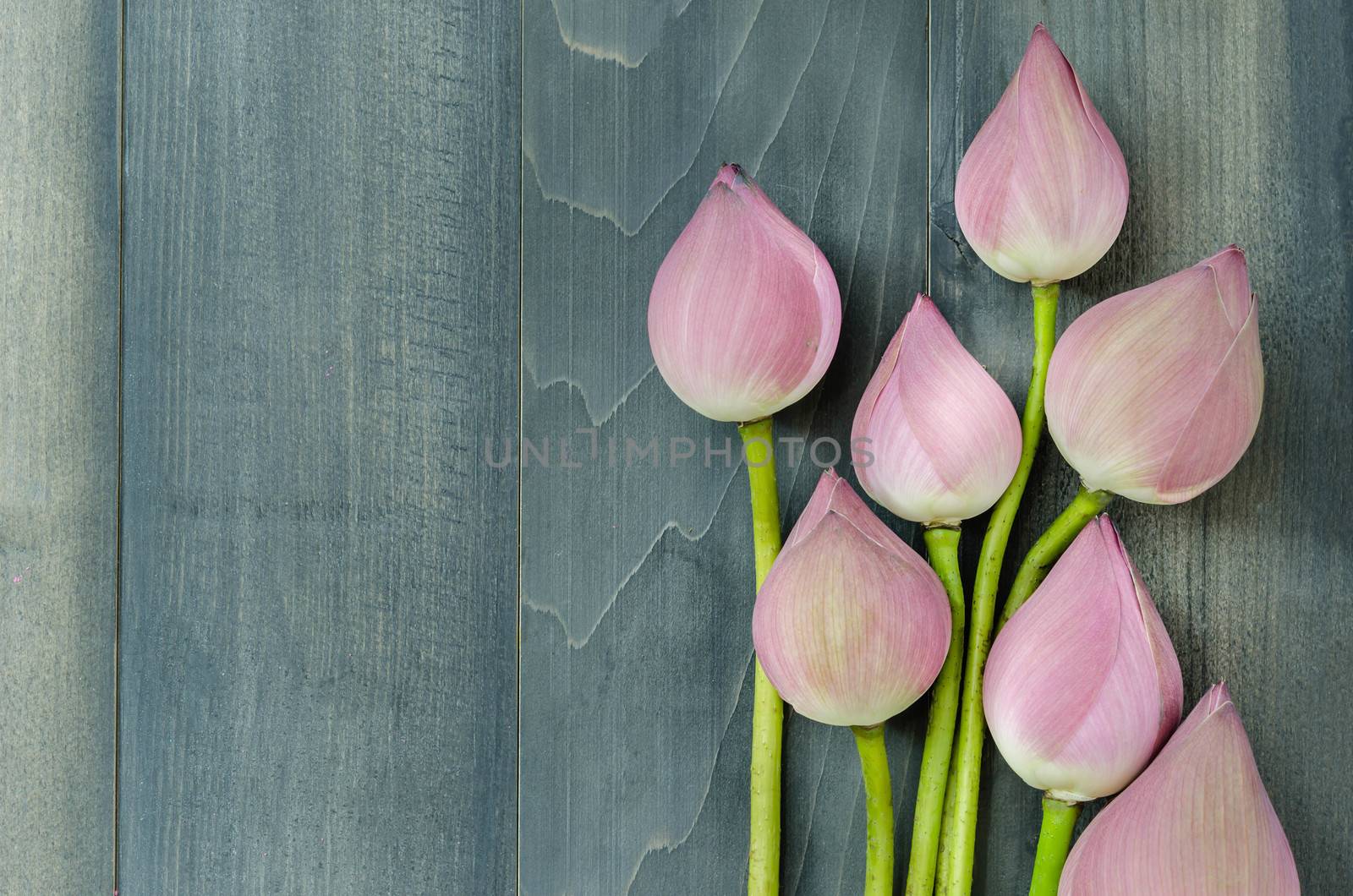 top view of pink water lily over wooden background
