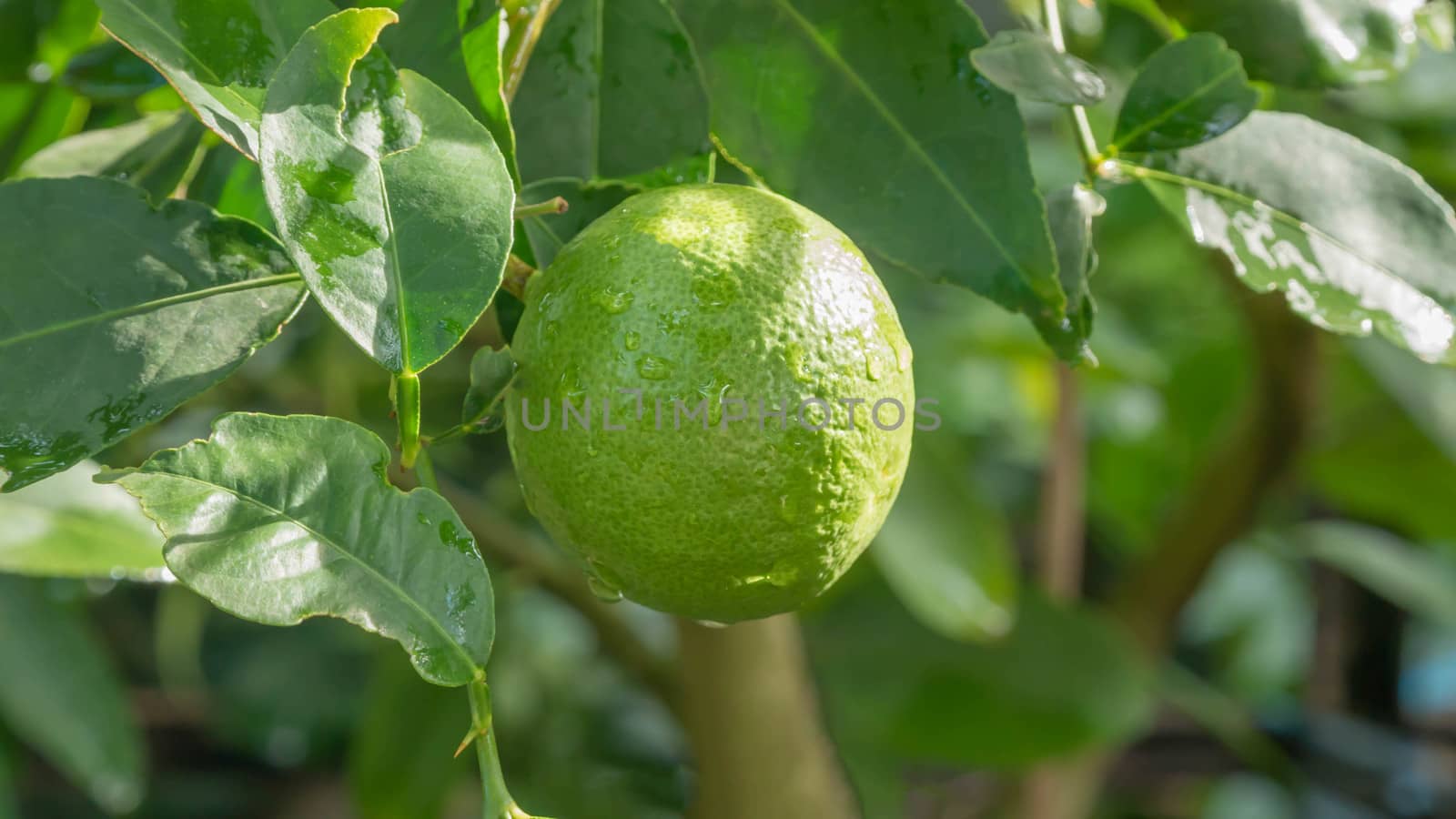 Lime green tree hanging from the branches of it