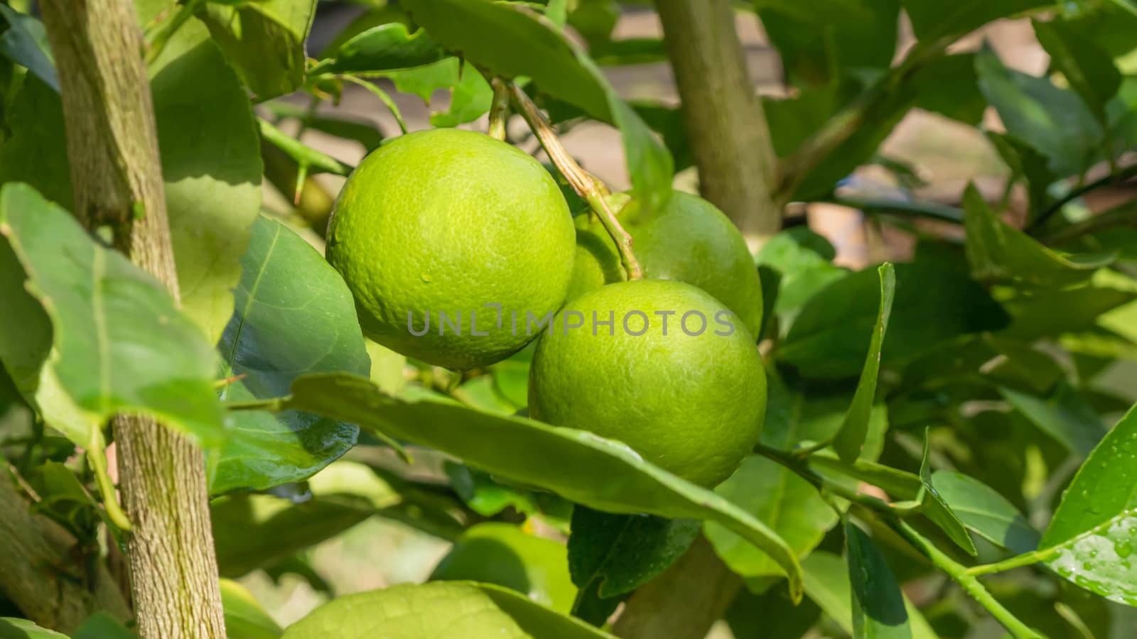 Lime green tree hanging from the branches of it