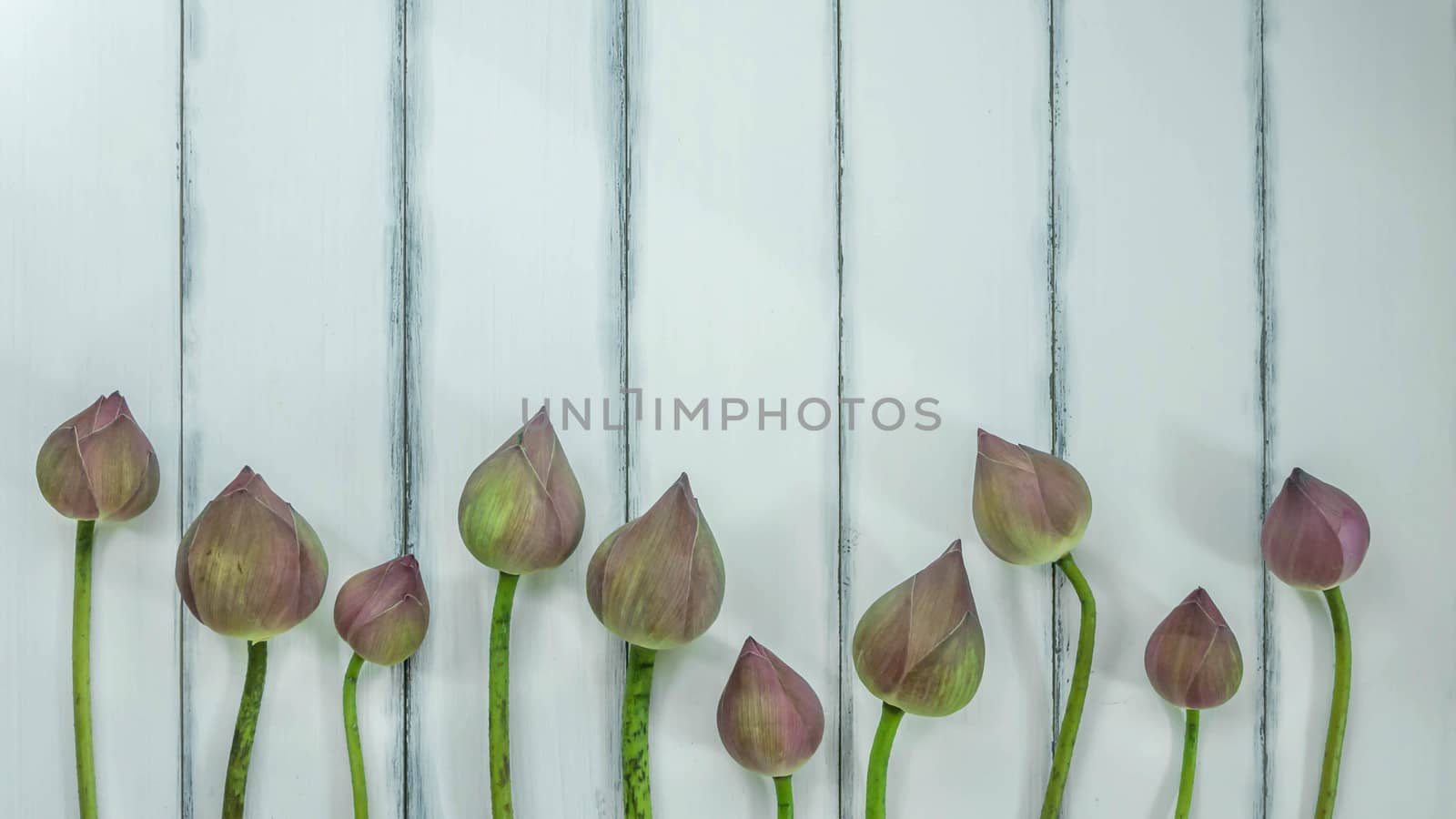 top view of pink water lily over wooden background,  Free space for text