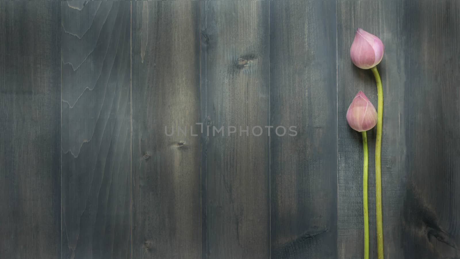 top view of pink water lily over wooden background,  Free space for text