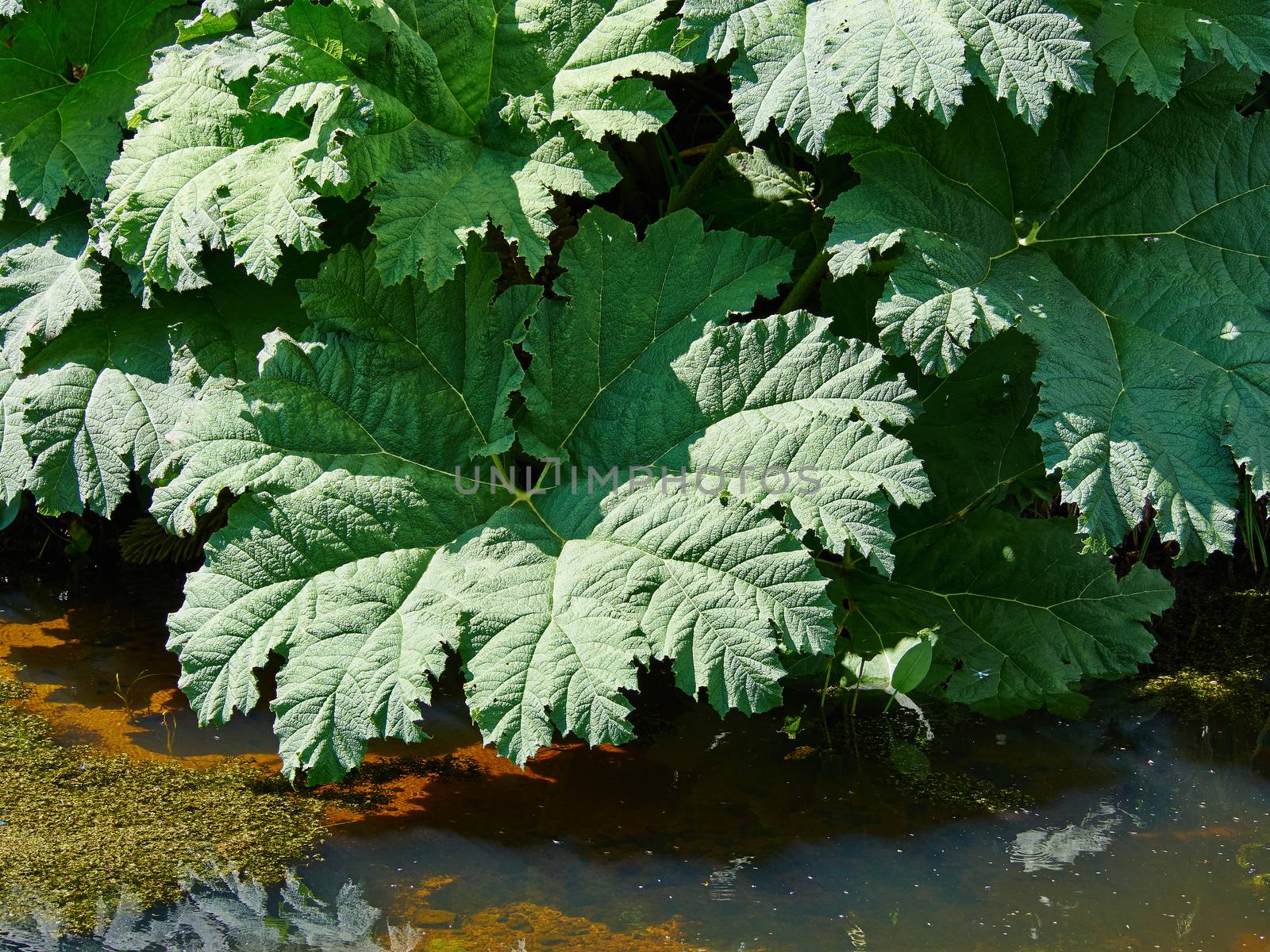 Exotic large leafed plant Gunnera Manicata known as Brazilian gi by Ronyzmbow