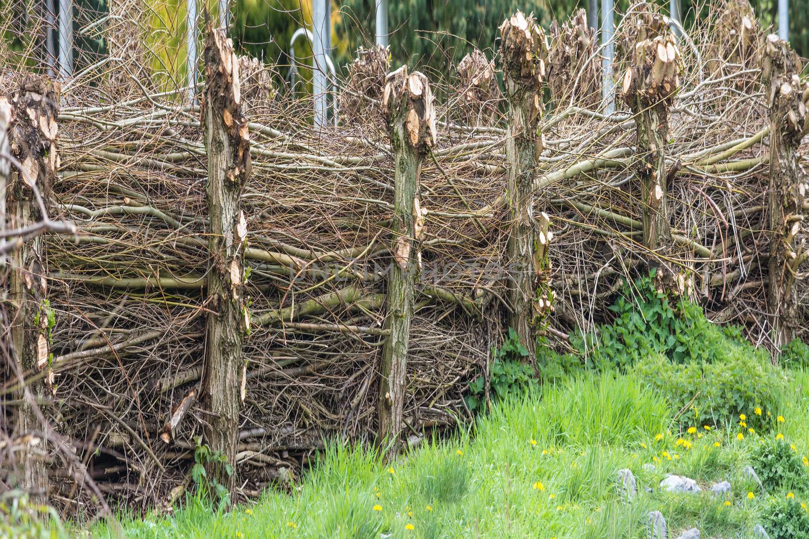 Panorama, homemade natural fence of wicker