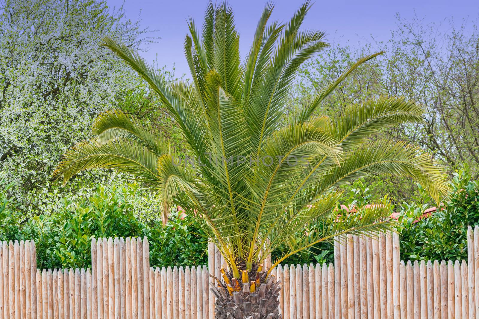 Picture of a beautiful palm tree in the background a blue sunny sky