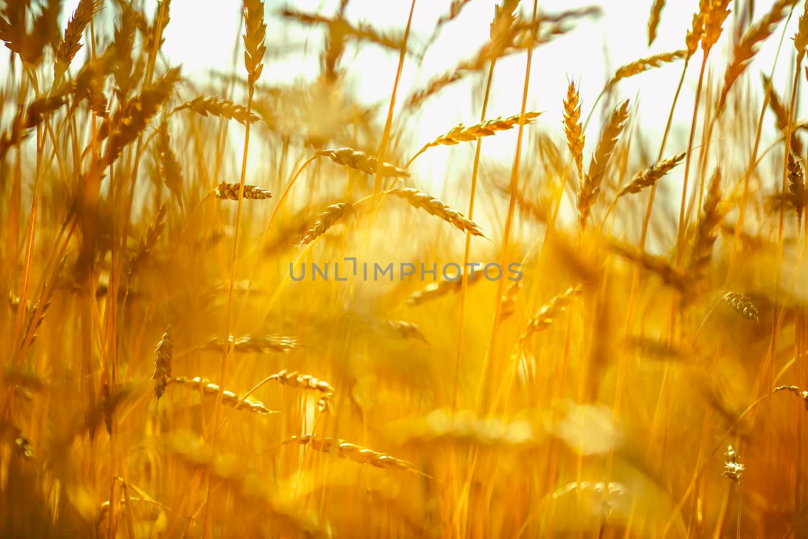 Wheat field. Ears of golden wheat close up. Rich harvest concept by DmitrySteshenko