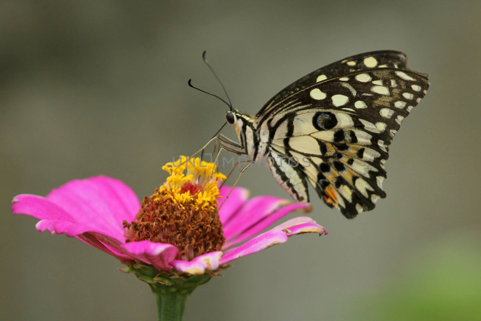 Beautiful butterfly perched on a flower. by yod67