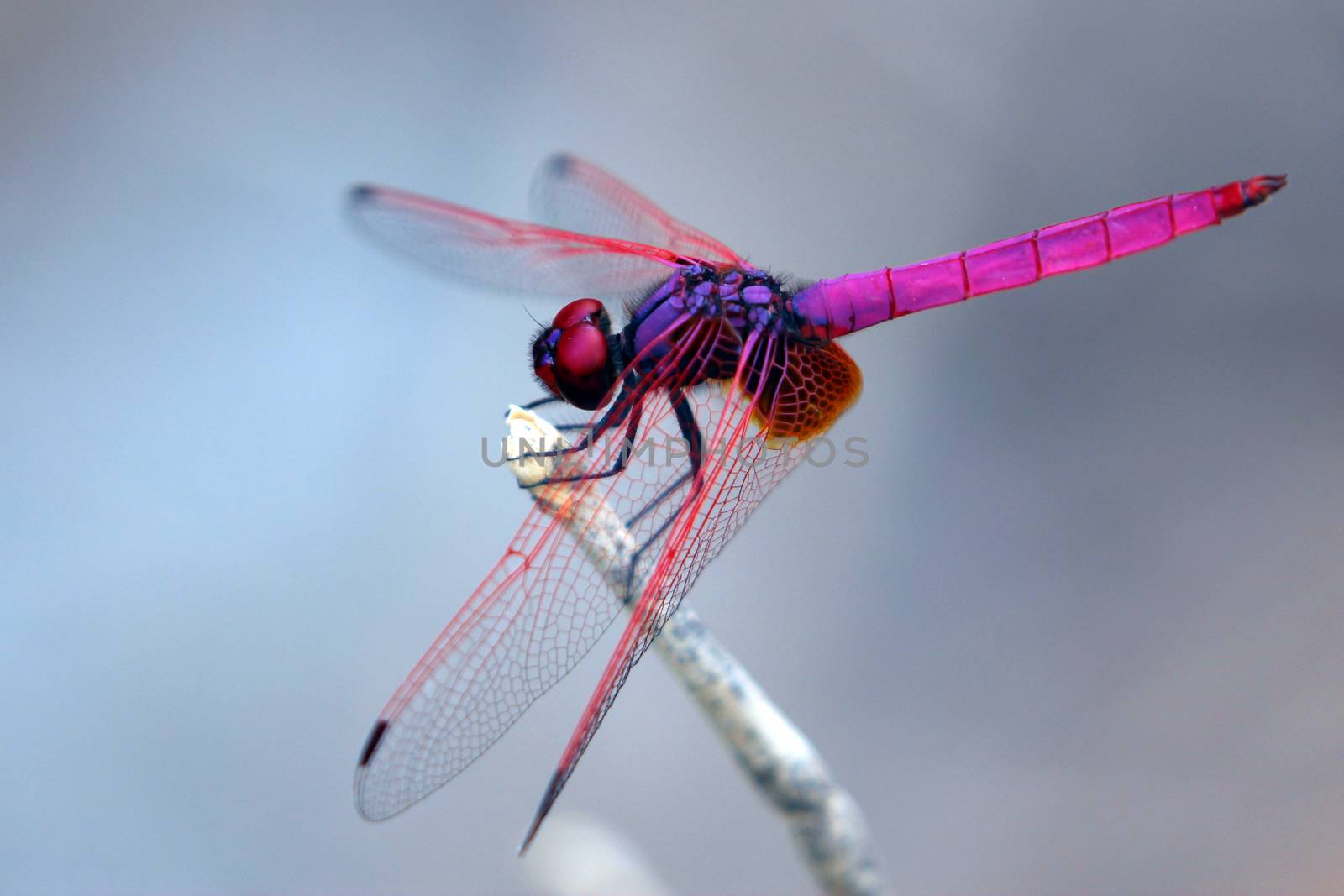 Image of dragonfly perched on a tree branch