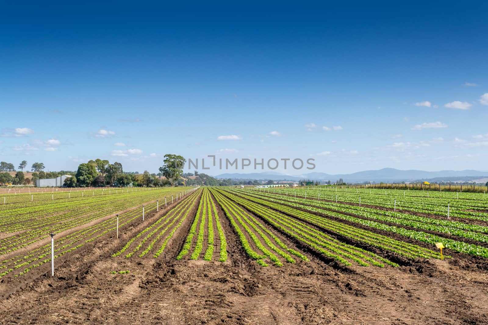 Crop Fields. Young plants in neat rows in a fieild.  Irrigation pipes can be seen rising from the ground.