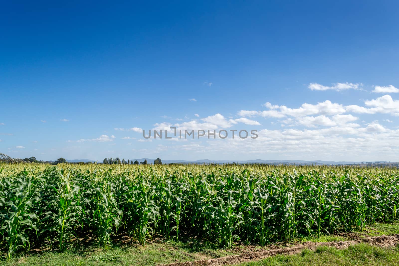 Corn Crop Field with clear blue sky above.