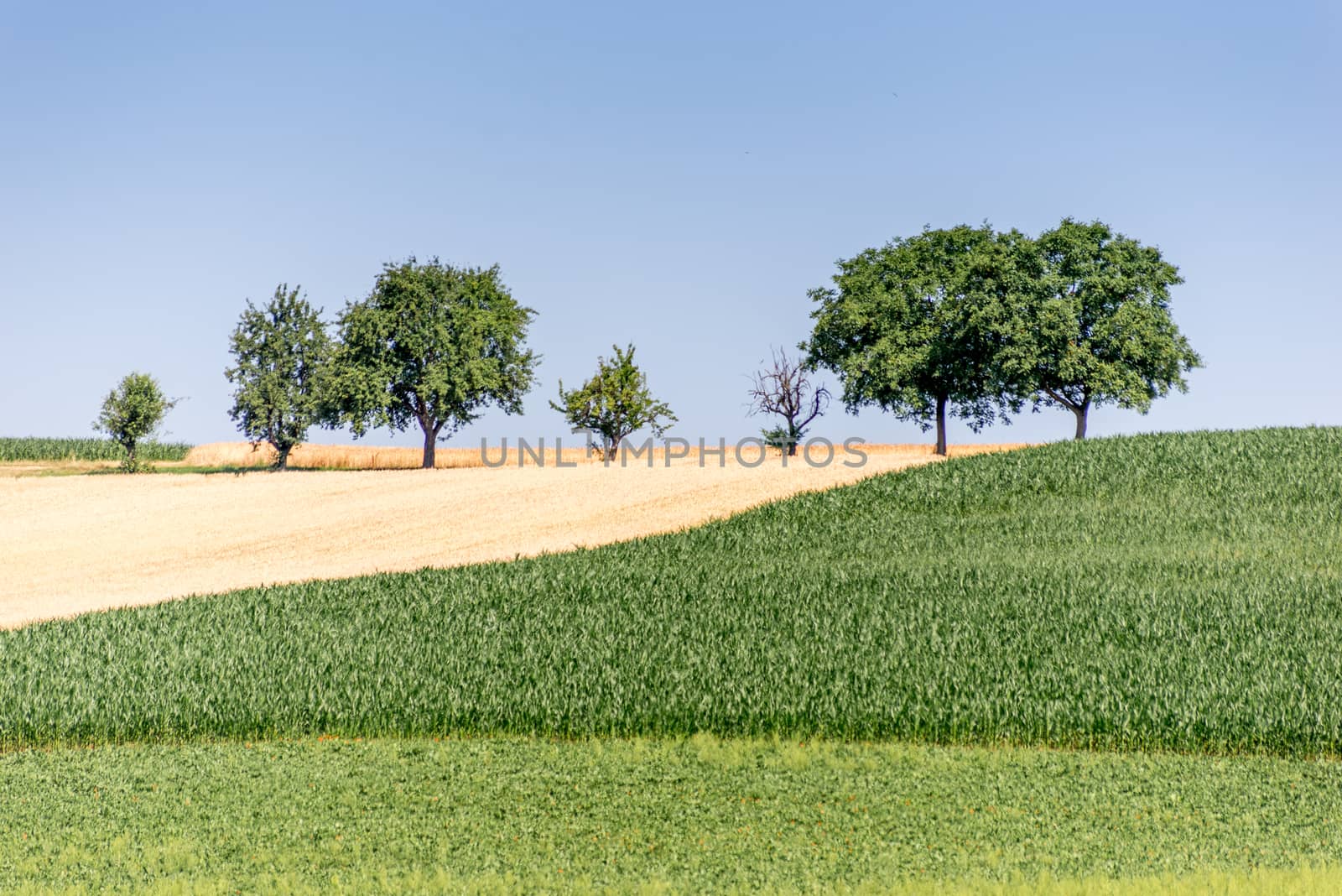 farmers field with trees and crops