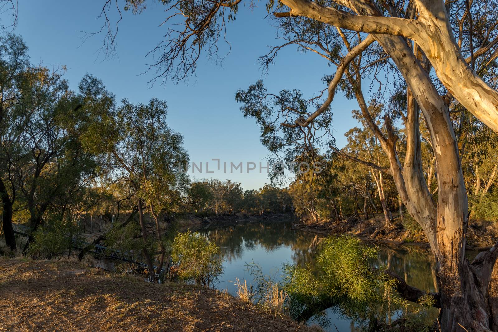 Murray river early in the morning with river gum trees on both banks
