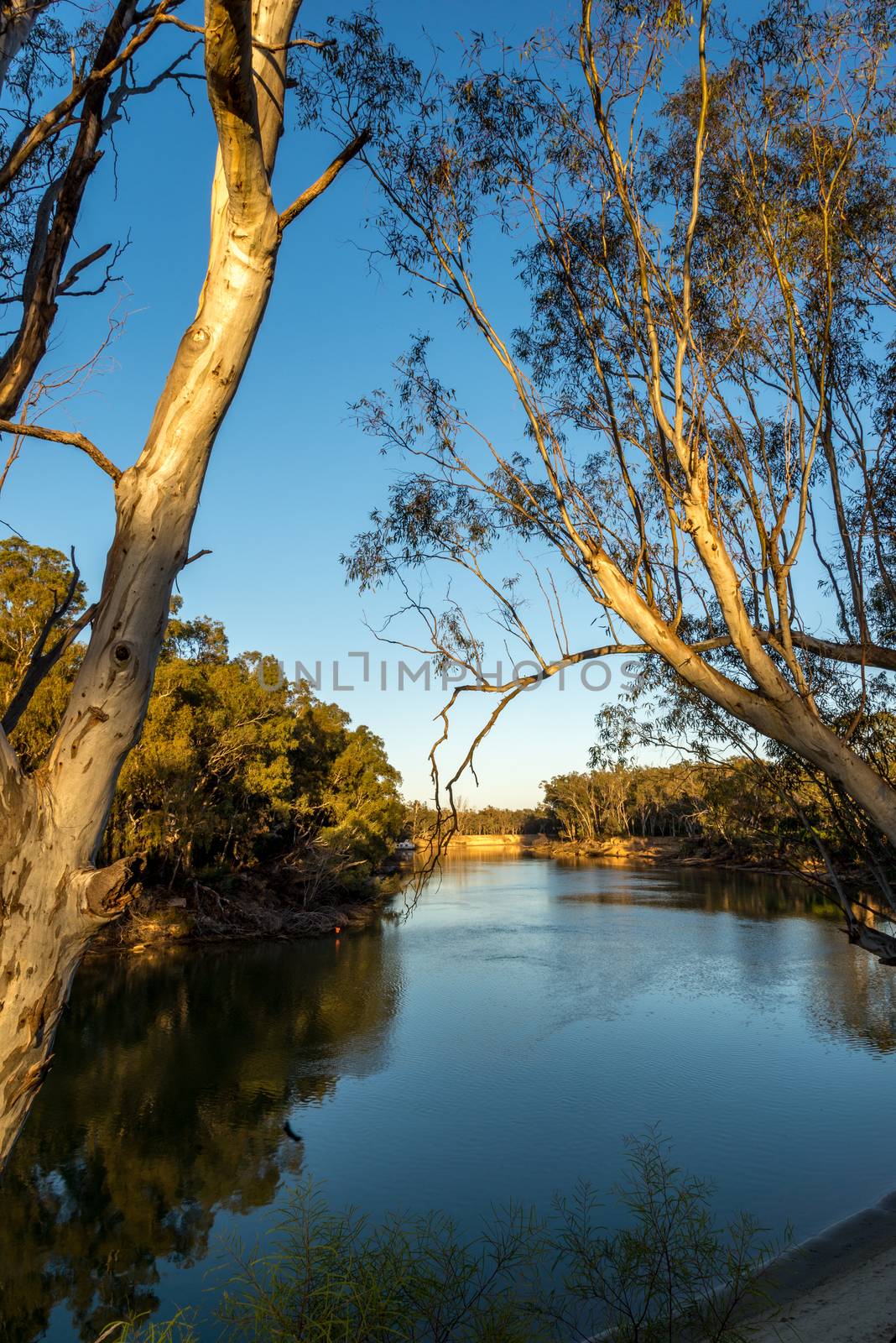 Murray river early in the morning with river gum trees on both banks