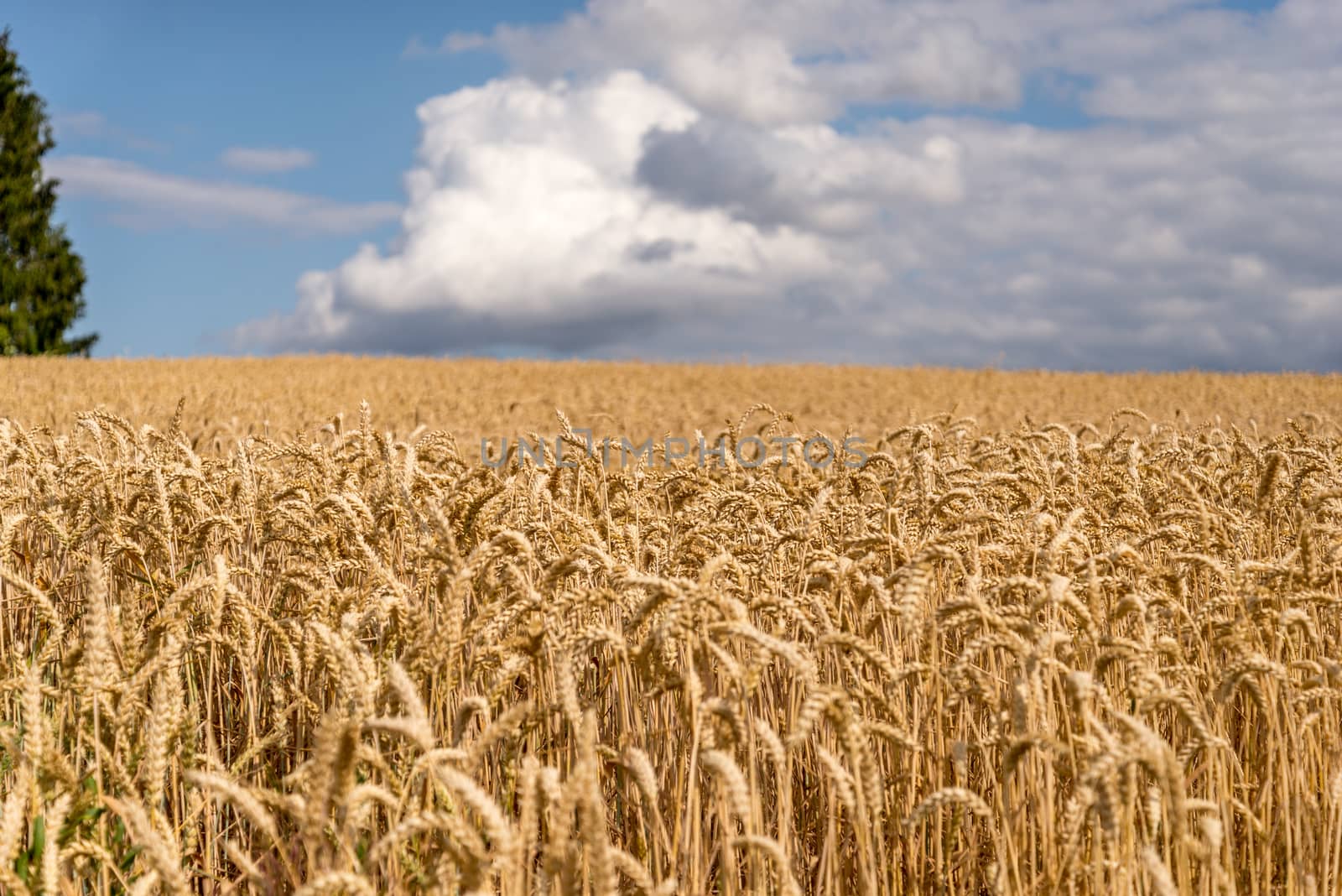 Golden wheat field nearly ready for havesting.