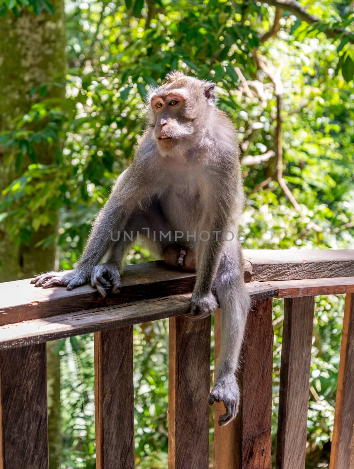 Long tailed macaque in the Monkey Forest by pomemick