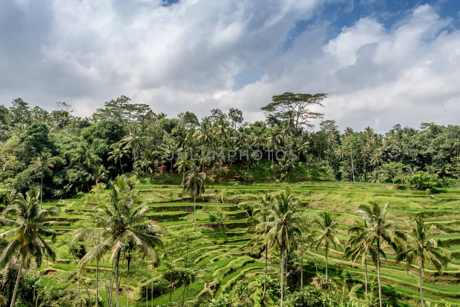 ubud rice paddy fields by pomemick