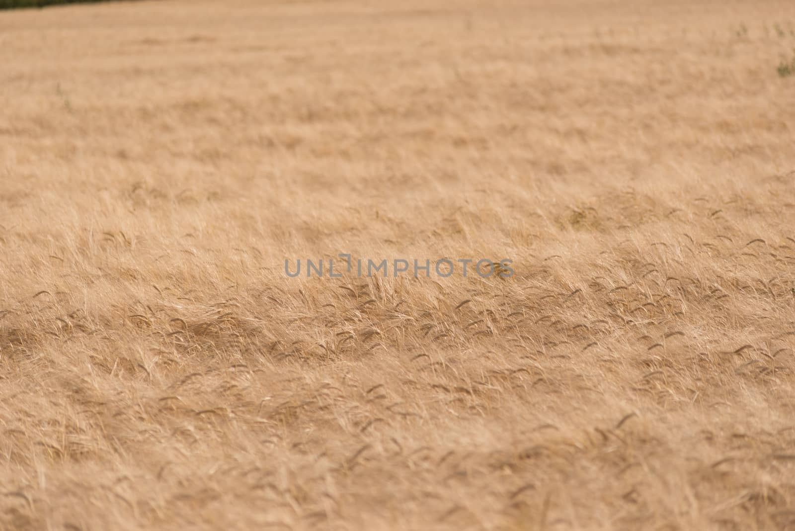 Golden wheat field by pomemick