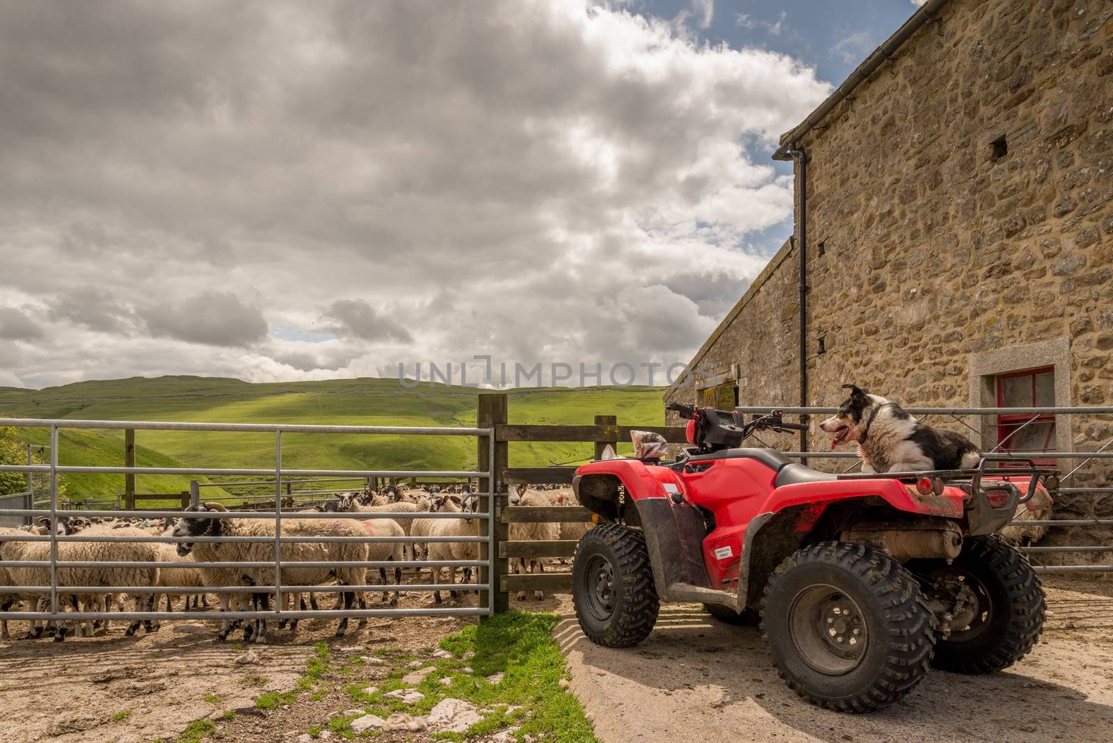 Sheepdog watching sheep on quad bike by pomemick