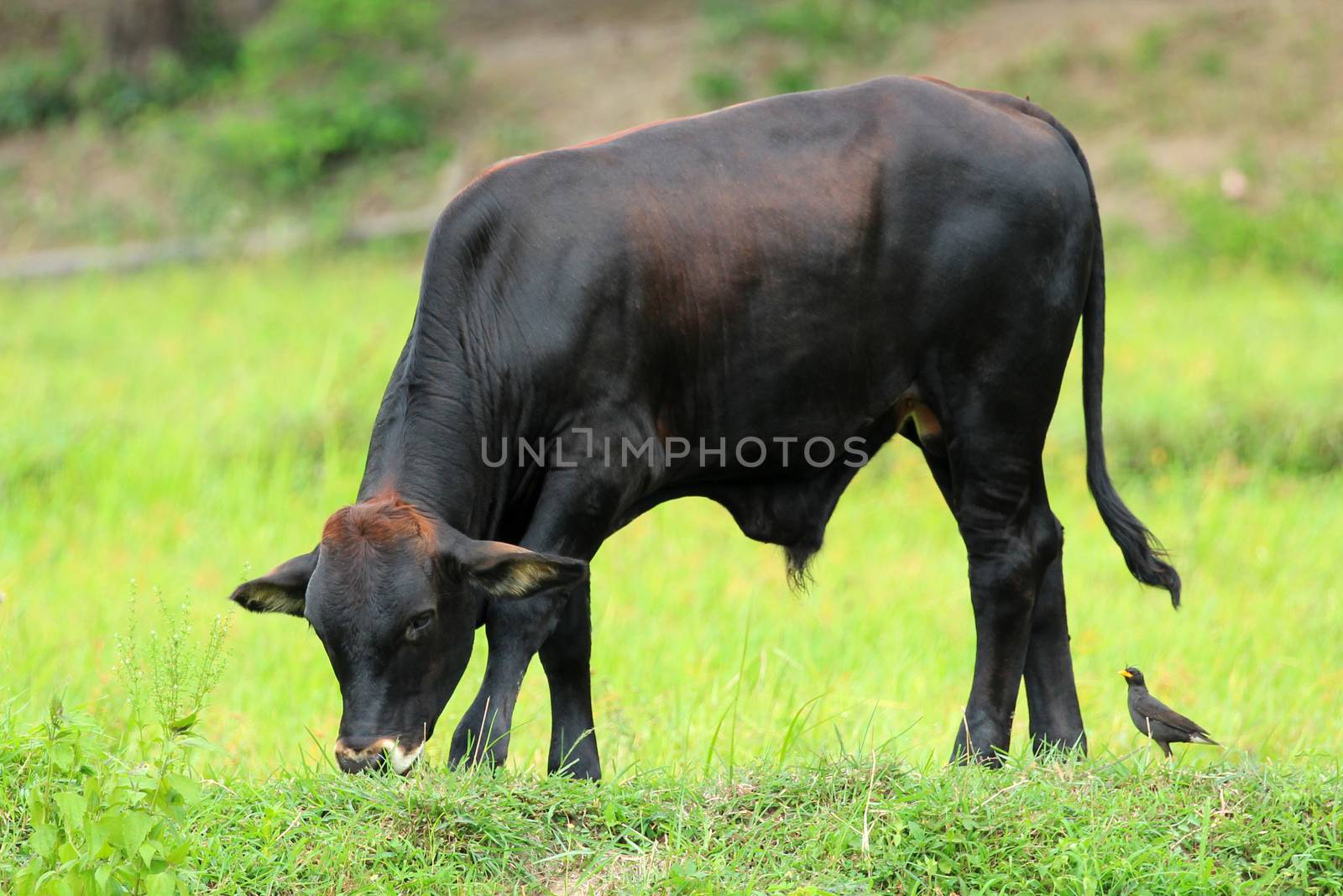 Image of a cow on nature background
