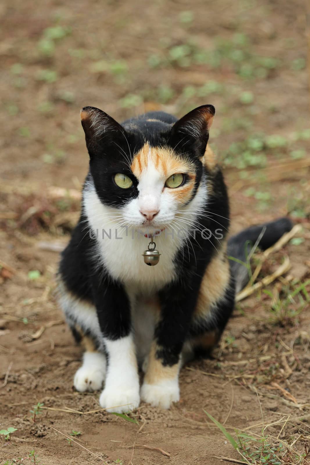 Image of a cat sat on the ground by yod67