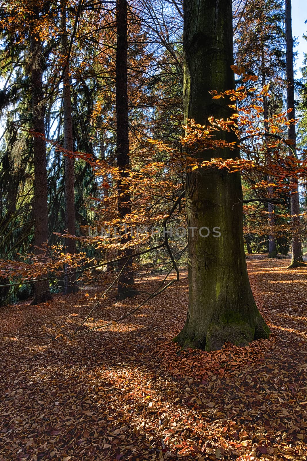 The old hornbeam forest in falls morning