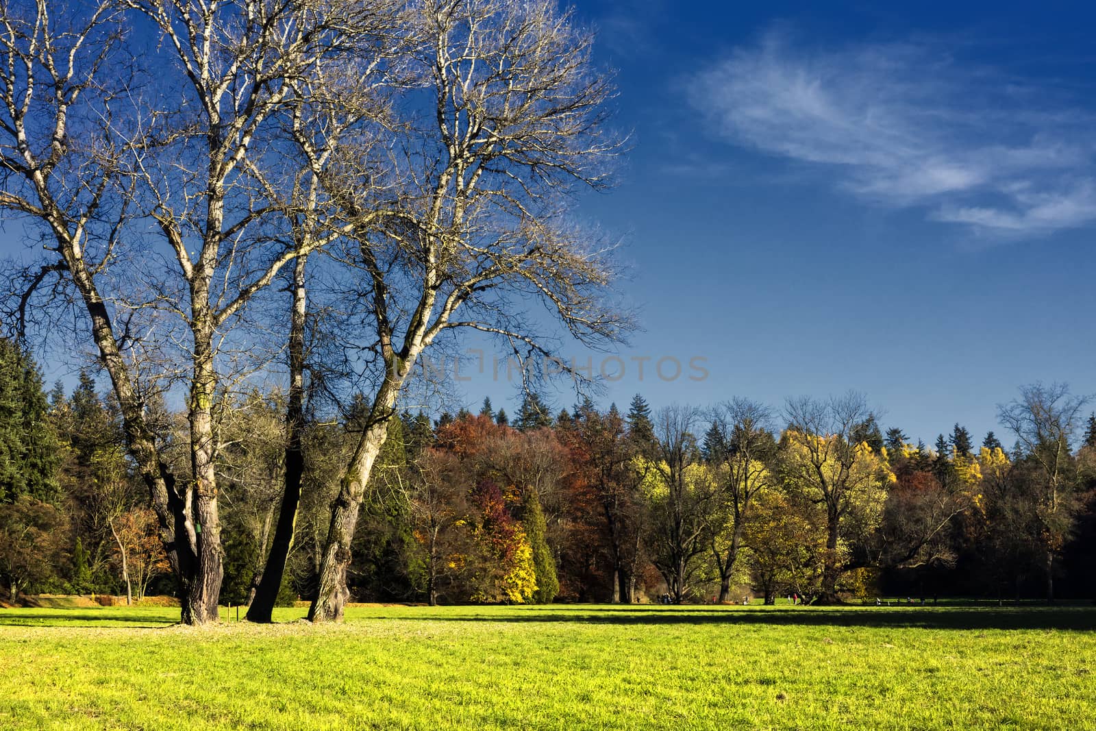 The hornbeam forest in falls morning