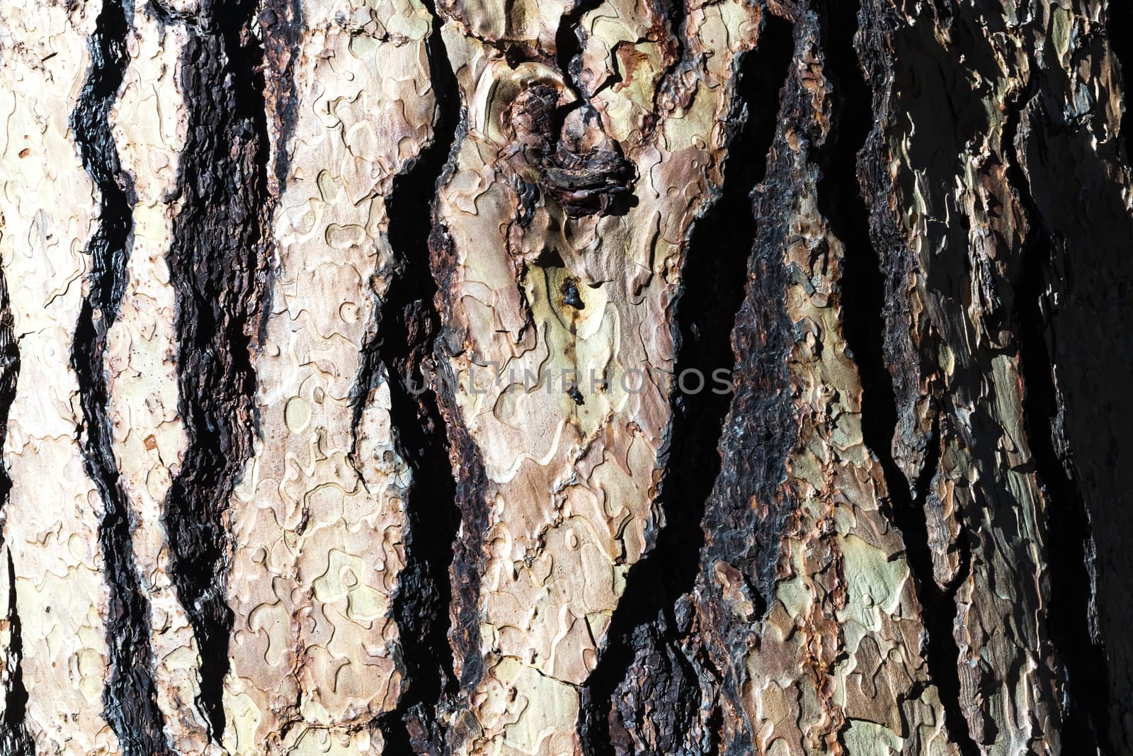 Old wood bark texture by hanusst