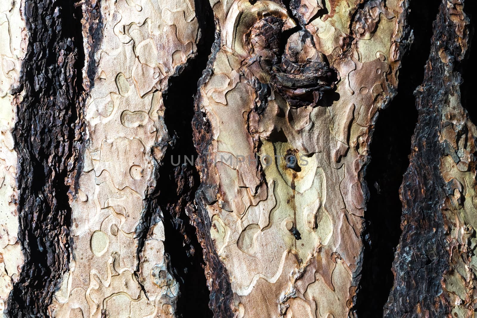 Old wood bark texture by hanusst