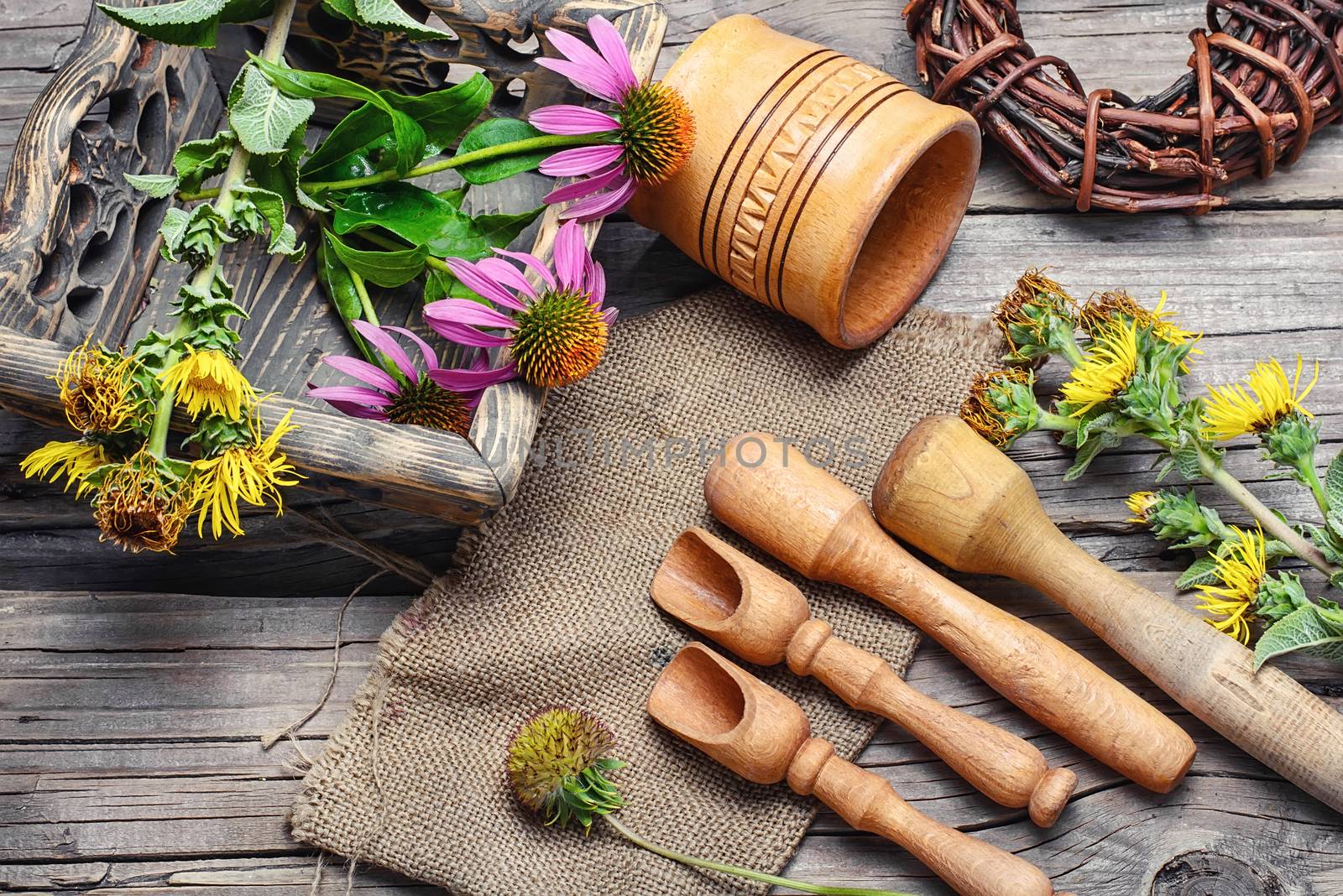 Curative Echinacea and inula by LMykola