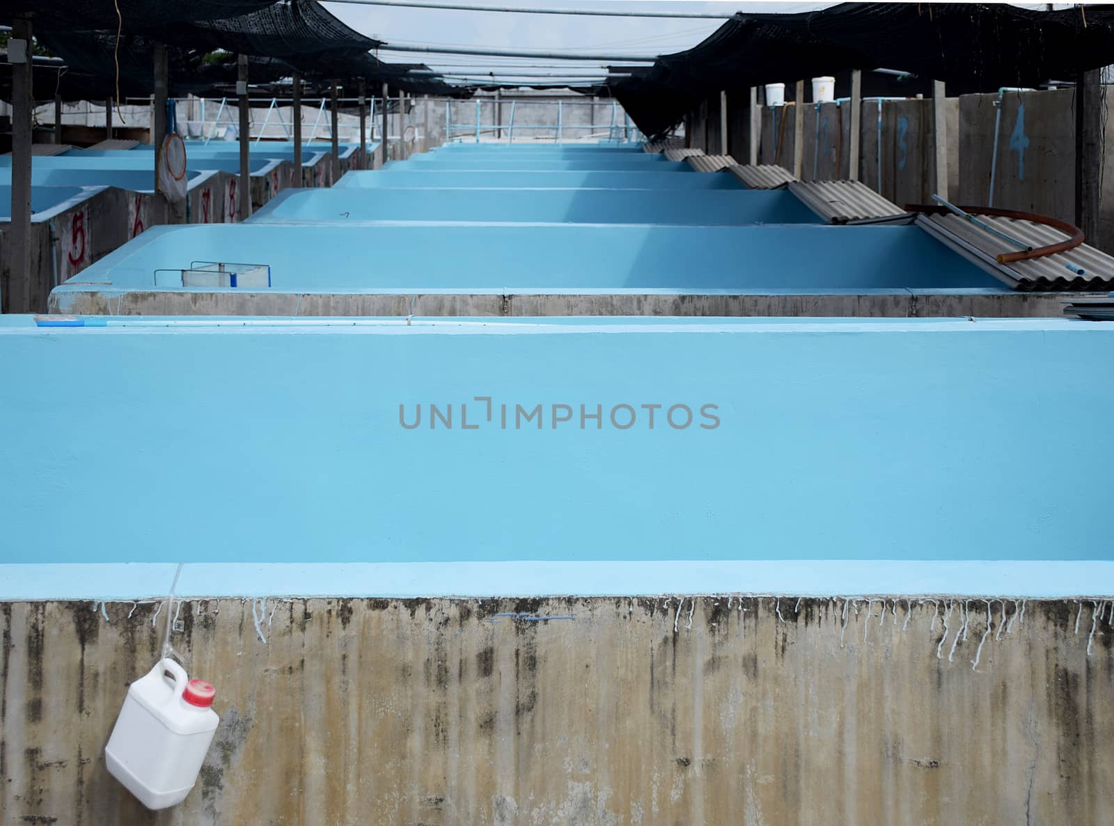 The Shrimp concrete farming. A fish hatchery  in Thailand. breeding aquatic animals.